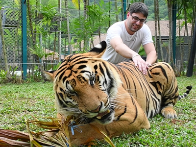 Tigre